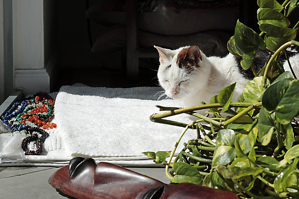 포토 JPG 해외이미지 동물 여자 화초 잎 수염 바닥 실내 사람없음 수건 갈색 맑음 고양이 흰색 잠 크리스탈 보석 낮잠 해외202004 해외포토 식물 컬러 포유류 날씨 사람 내부 반려동물 위생용품 광석 파일형식 이미지허브