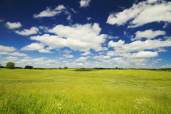 포토 JPG 해외이미지 나무 구름 계절 잎 밭 농업 자연 하늘 풍경 잔디 사람없음 야외 가로 초록색 여름 파란색 농작물 햇빛 태양 농장 환경 봄 자유 흰색 시골 고독 땅 밀 언덕 조경 장면 솜털 흐림 넘어짐 수평선 해외202004 해외포토 자연요소 식물 감정 산업 컬러 컨셉 모션 날씨 곡류 생태계 파일형식 이미지허브
