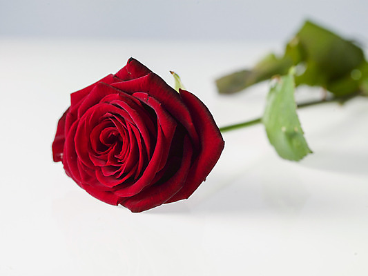 포토 JPG 해외이미지 모양 디자인 커플 꽃 행복 리본 꽃다발 결혼 백그라운드 컨셉 관계 결혼식 엄마 휴가 기념 발렌타인데이 선물 사랑 이벤트 사람없음 목재 장식 빨간색 상자 장미 축제 놀람 수확 하트 축하 신용카드 생일 날짜 고급 심볼 복고 2월 해외202004 해외포토 나무 식물 기념일 감정 컬러 농업 재료 가족 데이이벤트 표정 금융 파일형식 이미지허브