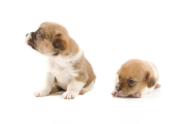 포토 JPG 해외이미지 동물 얼굴 새로움 함께함 사람없음 친구 반려동물 아기 개 달콤 강아지 형제 송곳니 동반자 해외202004 해외포토 남자 컨셉 포유류 가족 관계 사람 신체부위 맛 치아 파일형식 이미지허브