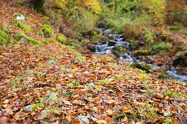 포토 JPG 해외이미지 나무 식물 계절 백그라운드 단풍 잎 패턴 오렌지 자연 추상 기술 풍경 사람없음 야외 빨간색 초록색 물 햇빛 갈색 노란색 정원 보라색 침묵 활발 가을 나뭇가지 황금 숲 9월 11월 땅 질감 10월 내추럴 땅바닥 해외202004 해외포토 자연요소 컬러 컨셉 무늬 과일 바닥 태양 소리 날짜 생태계 파일형식 이미지허브