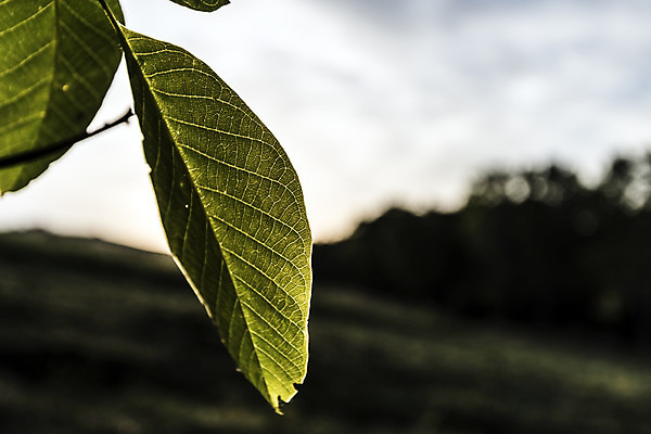 포토 JPG 해외이미지 모양 나무 식물 잎 자연 표면 사랑 사람없음 물 평화 환경 힘 활발 자유 성장 시골 시간 오픈 순수 순환 정맥 산소 강렬 영양분 완전 해외202004 해외포토 자연요소 감정 컨셉 모션 원소 생태계 혈관 파일형식 이미지허브