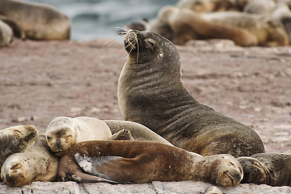 포토 JPG 해외이미지 동물 여자 남자 야생동물 바다 포유류 자연 사람없음 갈색 그룹 남아메리카 아르헨티나 해외202004 해외포토 컬러 아메리카 사람 생태계 파일형식 이미지허브