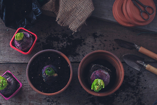 포토 JPG 해외이미지 식물 템플릿 배너 계절 꽃 포스터 백그라운드 밭 자연 휴식 씨앗 풍경 취미 사람없음 목재 가로 여름 세트 환경 정원 흙 장비 성장 도구 시골 업무 냄비 땅 에코 원예 레이아웃 먼지 주말 갈퀴 구성 땅바닥 생태학 원예사 히아신스 카피스페이스 해외202004 해외포토 나무 직업 교육 컨셉 농업 재료 바닥 공백 작업 솥 생태계 파일형식 이미지허브