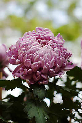 포토 JPG 해외이미지 국화 사람없음 침묵 해외202004 해외포토 꽃 소리 파일형식 이미지허브