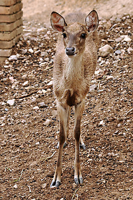 포토 JPG 해외이미지 나무 동물 밭 포유류 사슴 생물 털 뿔 사람없음 갈색 달러 코트 흰색 점 황무지 숲 꼬리 사냥 멸종 경보 삼림지대 해외202004 해외포토 식물 컬러 돈 농업 외투 파일형식 이미지허브