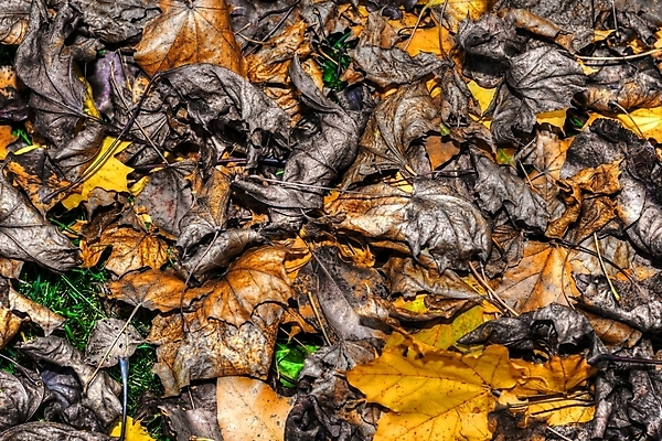 포토 JPG 해외이미지 식물 계절 잎 패턴 자연 바닥 건조 풍경 사람없음 야외 초록색 컬러풀 갈색 노란색 활발 가을 죽음 황금 수집 유기농 10월 해외202004 해외포토 웰빙 컬러 컨셉 무늬 날짜 생태계 파일형식 이미지허브