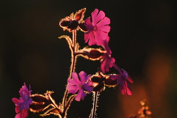 포토 JPG 해외이미지 꽃 노르웨이 사람없음 해외202004 해외포토 식물 유럽 파일형식 이미지허브