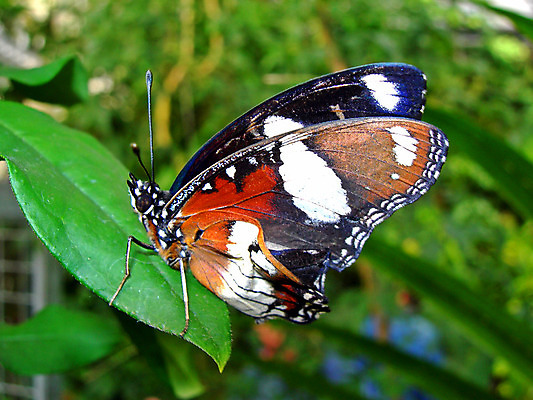 포토 JPG 해외이미지 동물 디자인 야생동물 나비 곤충 백그라운드 잎 날개 자연 날리기 생물 앉기 사람없음 초록색 파란색 정원 검은색 봄 줄무늬 덮개 흰색 비행 오픈 벌레 생물학 브라질 페루 해외202004 해외포토 식물 계절 교육 컬러 무늬 모션 뚜껑 남아메리카 생태계 파일형식 이미지허브