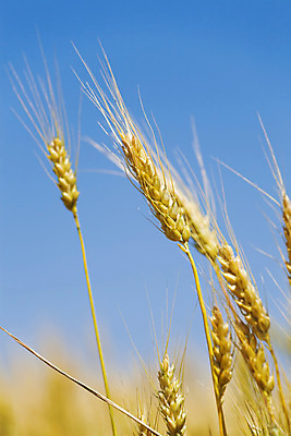 포토 JPG 해외이미지 식물 음식 빵 줄기 백그라운드 밭 농업 자연 건조 옥수수 씨앗 풍경 사람없음 야외 여름 파란색 농작물 농장 노란색 우주 활발 수확 성장 시골 신선 재산 황금 낟알 땅 시리얼 밀 유기농 보리 장면 밀짚 숙성 호밀 세련 해외202004 해외포토 웰빙 계절 산업 컬러 컨셉 곡류 금융 짚 생태계 파일형식 이미지허브