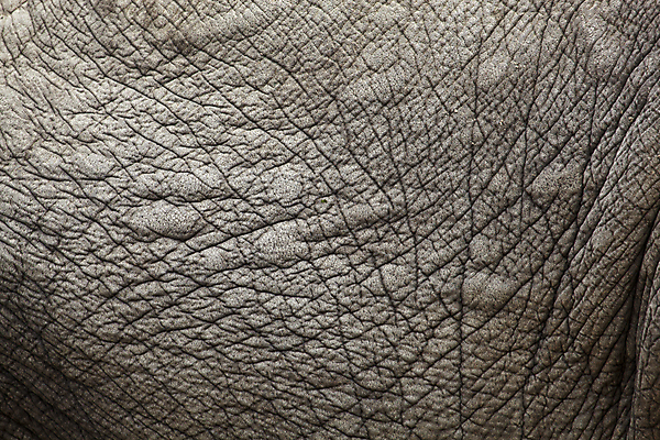 포토 JPG 해외이미지 동물 1 공원 야생동물 선 백그라운드 포유류 자연 추상 코끼리 프레임 동물원 사람 사람없음 야외 갈색 회색 금지 거친 주름 닫기 큼 가죽 가득함 사파리 피부 묘사 질감 정사각형 진흙 숨김 내추럴 세렝게티 어려움 옛날 전국 테마 해외202004 해외포토 도형 공공시설 컬러 컨셉 무늬 모션 신체부위 크기 생태계 파일형식 이미지허브