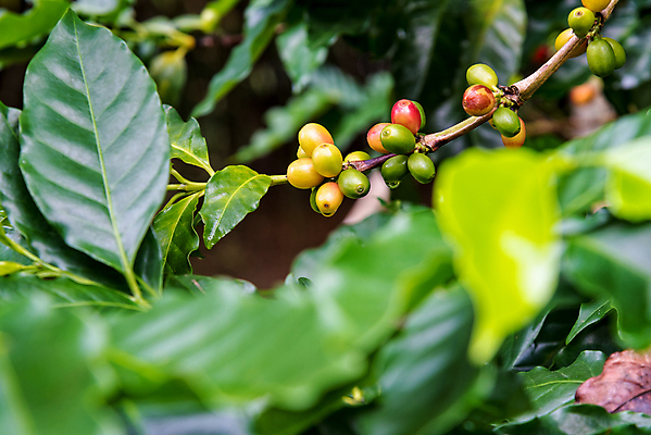 포토 JPG 해외이미지 나무 식물 열매 아시아 커피 잎 농업 과일 태국 자연 씨앗 사람없음 야외 빨간색 초록색 물 농작물 컬러풀 농장 노란색 원두 수확 성장 물방울 나뭇가지 신선 그룹 날것 내추럴 숙성 아라비카 줄서기 해외202004 해외포토 자연요소 나라 산업 음료 컬러 모션 생태계 파일형식 이미지허브