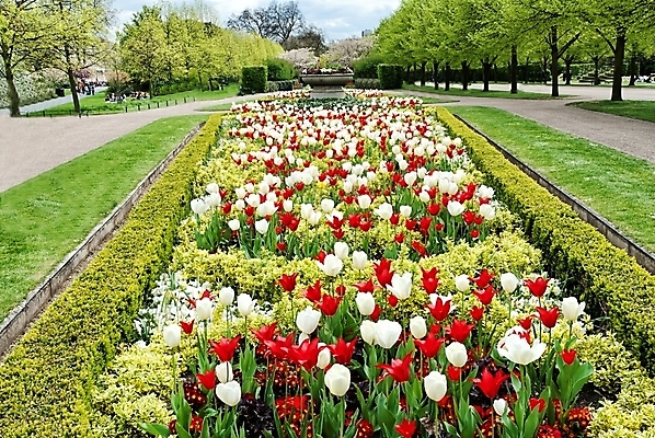 포토 JPG 해외이미지 식물 계절 공원 꽃 유럽 분홍색 백그라운드 잎 꽃무늬 밭 자연 풍경 사람없음 빨간색 초록색 여름 컬러풀 정원 보라색 봄 활발 튤립 흰색 해외202004 해외포토 공공시설 나라 컬러 컨셉 무늬 농업 생태계 파일형식 이미지허브