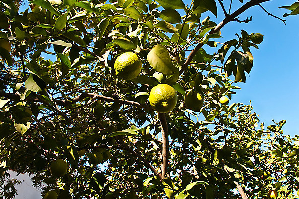 포토 JPG 해외이미지 나무 식물 음료 음식 백그라운드 잎 농업 신체 과일 자연 귤 건강 사람없음 장식 초록색 물 노란색 주스 이탈리아 젖음 수확 껍질 나뭇가지 신선 맛 다발 지중해 먹기 레몬 레모네이드 유기농 남쪽 내추럴 숙성 채식주의자 해외202004 해외포토 자연요소 웰빙 유럽 산업 바다 컬러 컨셉 모션 방향 생태계 채식 에이드 파일형식 이미지허브