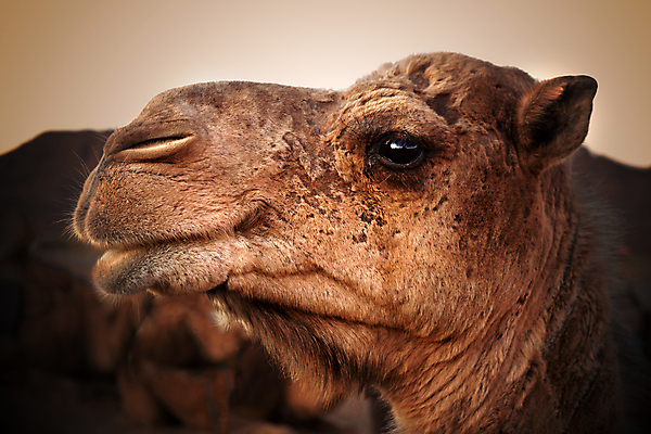 포토 JPG 해외이미지 동물 아시아 야생동물 모래 여행 포유류 아프리카 자연 하늘 휴가 건조 이집트 사람없음 여름 갈색 머리 사막 뜨거움 입 황무지 모래언덕 사파리 낙타 아라비아 동쪽 사하라 아랍에미리트 단봉낙타 해외202004 해외포토 계절 나라 컬러 중동 신체부위 방향 언덕 생태계 파일형식 이미지허브
