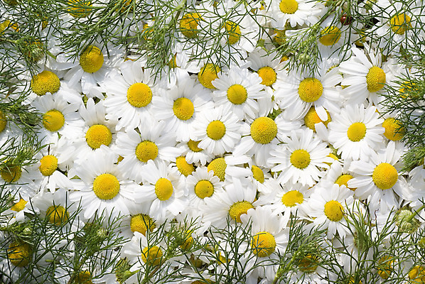 포토 JPG 해외이미지 식물 꽃잎 꽃 잎 사람없음 노란색 흰색 신선 허브 캐모마일 해외202004 해외포토 컬러 파일형식 이미지허브