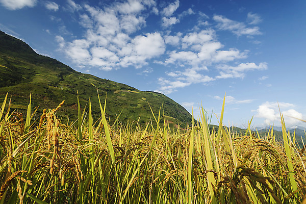 포토 JPG 해외이미지 식물 아시아 지구 음식 잎 패턴 밭 농업 곡선 자연 밥 산 풍경 경사 사람없음 야외 빨간색 초록색 물 농가 농장 환경 계곡 경작 흙 시골 거친 땅 부식 준비 원예 베트남 지역 시스템 경영 규정 땅바닥 생태학 제어 해외202004 해외포토 자연요소 교육 나라 산업 선 컬러 무늬 비즈니스 바닥 취미 농사 동남아시아 생태계 파일형식 이미지허브