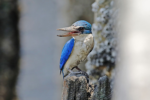 포토 JPG 해외이미지 주간 야생동물 자연 조류 사람없음 야외 나뭇가지 물새 물총새 해외202004 해외포토 자연요소 나무 동물 생태계 파일형식 이미지허브