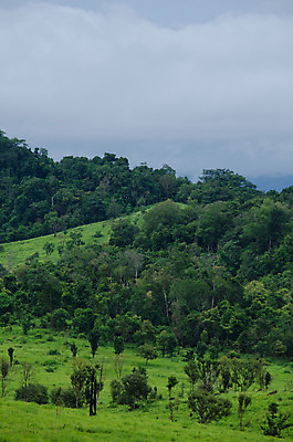 포토 JPG 해외이미지 나무 식물 아시아 도로 여행 백그라운드 낙엽 잎 자연 아침 산 풍경 사람없음 야외 초록색 여름 태양 환경 침묵 트래킹 안개 성장 시골 소나무 숲 뿌리 장면 지역 굴곡 방법 파라다이스 해외202004 해외포토 주간 자연요소 계절 나라 길 컬러 교통시설 레저 날씨 소리 생태계 파일형식 이미지허브
