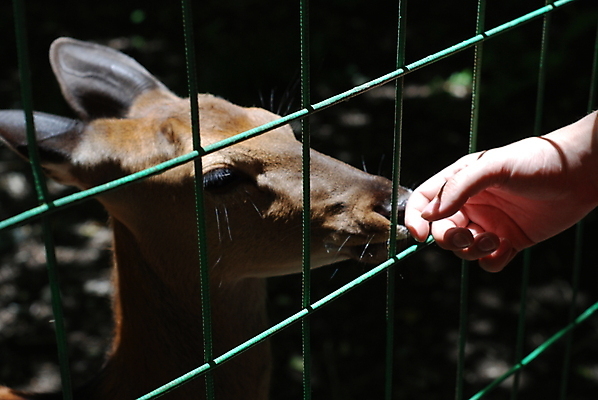포토 JPG 해외이미지 백인 남자 사슴 산 뿔 사람없음 초록색 갈색 일본 해외202004 해외포토 서양인 아시아 컬러 포유류 사람 파일형식 이미지허브