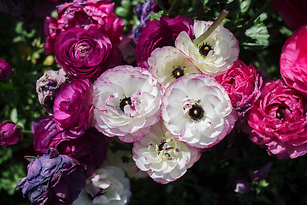 포토 JPG 해외이미지 식물 디자인 계절 공원 꽃잎 꽃 행복 유럽 꽃다발 백그라운드 꽃무늬 밭 자연 추상 선물 사랑 미술 사람없음 야외 장식 초록색 컬러풀 정원 봄 활발 튤립 벚꽃 침대 인사 신선 개화 4월 5월 다발 꽃집 강렬 구성 인공 해외202004 해외포토 공공시설 감정 나라 컬러 가구 컨셉 무늬 농업 문화예술 상점 예절 날짜 생태계 파일형식 이미지허브