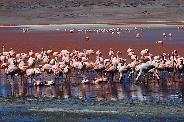 포토 JPG 해외이미지 동물 호수 야생동물 분홍색 백그라운드 날개 자연 조류 산 풍경 사람없음 빨간색 물 컬러풀 머리 미국 흰색 그룹 플라밍고 깃털 부리 소금 칠레 남쪽 내추럴 볼리비아 수유 이국적 전국 해외202004 해외포토 자연요소 컬러 북아메리카 아메리카 신체부위 남아메리카 방향 생태계 파일형식 이미지허브