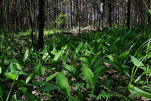 포토 JPG 해외이미지 나무 식물 꽃 자연 건강 사람없음 숲 생태학 해외202004 해외포토 교육 생태계 파일형식 이미지허브