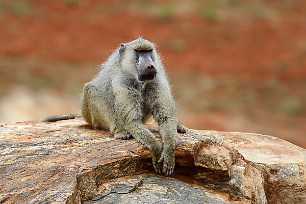 포토 JPG 해외이미지 동물 응시 공원 남자 얼굴 야생동물 여행 포유류 아프리카 자연 엄마 생물 털 사람없음 야외 갈색 환경 회색 바위 원숭이 황무지 보호 큼 모피 사파리 올리브 케냐 서식지 유인원 내추럴 동물상 사바나 전국 해외202004 해외포토 시선 공공시설 열매 나라 컬러 컨셉 가족 사람 신체부위 조형물 돌_바위 크기 생태계 파일형식 이미지허브