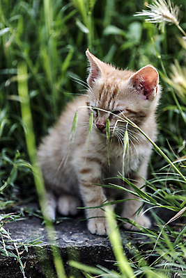 포토 JPG 해외이미지 동물 응시 계절 행복 어린이 포유류 자연 놀이 친절 수염 사랑 사람없음 파란색 반려동물 달리기 평화 고양이 봄 활발 에너지 자유 탐험 게임 시골 작음 무서움 모피 탈출 호기심 부드러움 발견 숨김 무료 동정 해외202004 해외포토 시선 감정 컬러 컨셉 모션 사람 감각 크기 생태계 파일형식 이미지허브