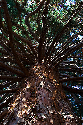 포토 JPG 해외이미지 나무 자연 사람없음 초록색 갈색 나뭇가지 비행 소나무 숲 나무껍질 해외202004 해외포토 식물 컬러 껍질 생태계 파일형식 이미지허브