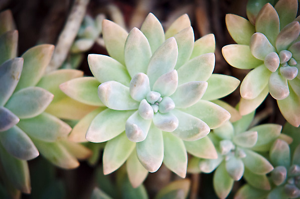 포토 JPG 해외이미지 식물 백그라운드 잎 자연 선인장 사람없음 빨간색 초록색 해외202004 해외포토 컬러 생태계 파일형식 이미지허브