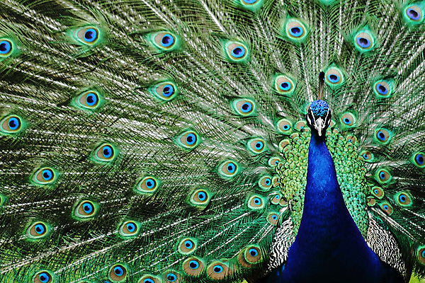 포토 JPG 해외이미지 동물 남자 백그라운드 패턴 오렌지 자연 조류 동물원 사람없음 초록색 파란색 컬러풀 페인트 황금 우아함 공작 깃털 묘사 질감 솜털 해외202004 해외포토 컬러 컨셉 무늬 과일 사람 생태계 파일형식이미지허브 