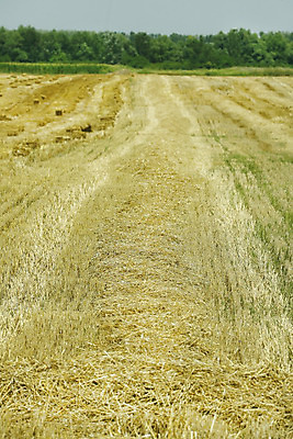 포토 JPG 해외이미지 구름 밭 농업 휴가 건조 옥수수 풍경 사람없음 농작물 흙 하이킹 수확 시골 볏짚 밀 만취 철사 밭일 세르비아 순례 주장 해외202004 해외포토 자연요소 산업 레저 곡류 짚 술취함 파일형식 이미지허브