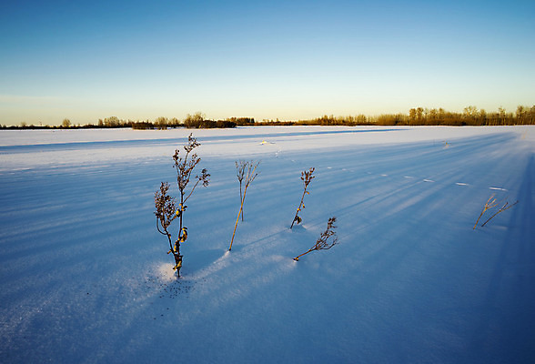 포토 JPG 해외이미지 나무 동물 백그라운드 겨울 오렌지 자국 자연 하늘 그림자 풍경 사람없음 파란색 빛 컬러풀 태양 노란색 맑음 일몰 추위 광선 나뭇가지 저녁 숲 그늘 그림 질감 서리 러시아 북쪽 반투명 시베리아 수평선 해외202004 해외포토 자연요소 식물 계절 유럽 컬러 과일 날씨 노을 야간 방향 생태계 파일형식 이미지허브