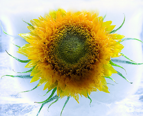 포토 JPG 해외이미지 식물 꽃 자연 해바라기 사람없음 가로 파란색 태양 노란색 냉동 얼음 블록 거품 추위 신선 투명 상쾌 꽃수술 해외202004 해외포토 자연요소 감정 컬러 생태계 파일형식 이미지허브