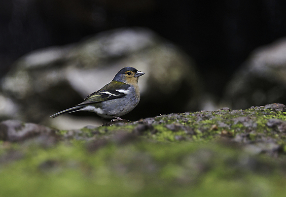 포토 JPG 해외이미지 자연 조류 사람없음 와인 포르투갈 특별함 해외202004 해외포토 동물 유럽 컨셉 주류 생태계 파일형식 이미지허브