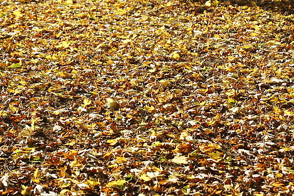 포토 JPG 해외이미지 유럽 백그라운드 단풍 잎 함께함 사람없음 빨간색 컬러풀 노란색 뚜껑 가을 시트 해외202004 해외포토 식물 계절 나라 컬러 컨셉 파일형식 이미지허브