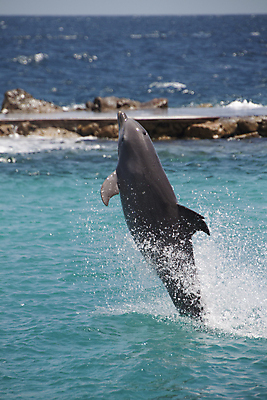 포토 JPG 해외이미지 동물 행복 야생동물 바다 장난 포유류 자연 놀이 생물 어류 사람없음 물 파란색 달리기 점프 수영 기쁨 회색 젖음 자유 게임 떨어짐 돌고래 쇼 지느러미 수영선수 지능 해외202004 해외포토 자연요소 감정 컬러 컨셉 모션 운동선수 수중동물 수상스포츠 생태계 파일형식 이미지허브