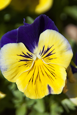 포토 JPG 해외이미지 1 계절 꽃잎 꽃 자연 새로움 사람없음 노란색 정원 보라색 봄 벚꽃 신선 오픈 닫기 제비꽃 싱글 순환 보케 정맥 내추럴 해외202004 해외포토 식물 컬러 컨셉 모션 생태계 혈관 파일형식 이미지허브