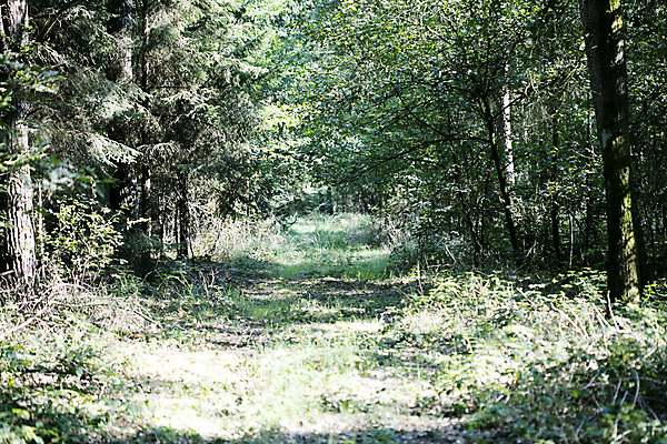 포토 JPG 해외이미지 나무 식물 구름 공원 꽃 도로 길 모래 여행 잎 자연 하늘 산 풍경 잔디 사람없음 야외 목재 초록색 여름 빛 햇빛 태양 환경 맑음 봄 운전 자유 가을 시골 소나무 숲 땅 러시아 먼지 장면 내추럴 땅바닥 루트 방법 삼림지대 선로 수평선 해외202004 해외포토 자연요소 계절 공공시설 유럽 컬러 컨셉 재료 교통시설 모션 날씨 바닥 생태계 파일형식 이미지허브