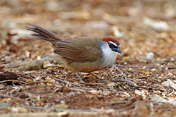 포토 JPG 해외이미지 나무 동물 여자 남자 아시아 얼굴 야생동물 백그라운드 날개 자연 조류 사람없음 야외 목재 가로 초록색 컬러풀 머리 환경 나뭇가지 막대기 닫기 숲 깃털 꼬리 부리 서식지 생태학 이국적 해외202004 해외포토 식물 교육 나라 컬러 재료 모션 사람 신체부위 생태계 파일형식 이미지허브