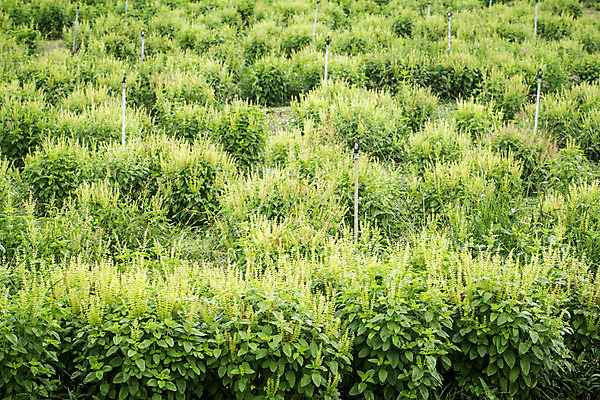 포토 JPG 해외이미지 식물 음식 백그라운드 잎 밭 채소 자연 건강 요리 풍경 사람없음 야외 초록색 농장 농경지 주방 정원 봄 성장 시골 신선 맛 땅 뿌리기 허브 향신료 유기농 원예 냄새 아로마 바질 내추럴 땅바닥 밭일 채식주의자 많음 해외202004 해외포토 웰빙 계절 컬러 컨셉 농업 모션 바닥 취미 생태계 채식 향미료 파일형식 이미지허브