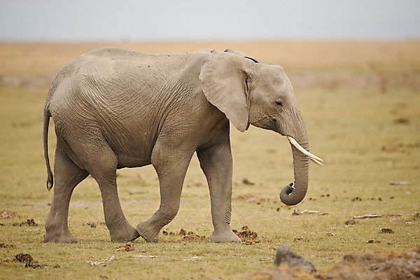 포토 JPG 해외이미지 동물 야생동물 포유류 아프리카 코끼리 사람없음 케냐 해외202004 해외포토 나라 파일형식 이미지허브