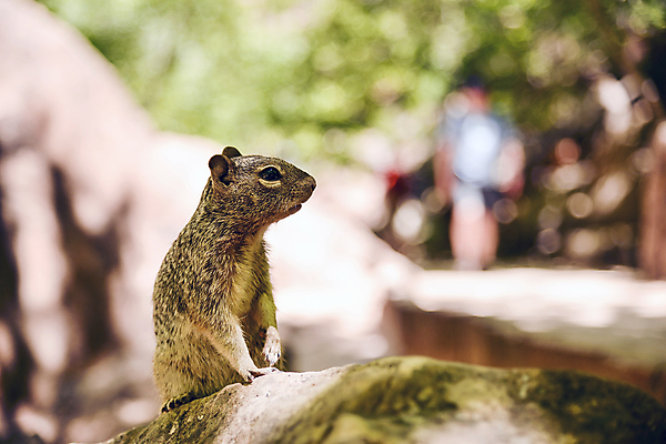포토 JPG 해외이미지 동물 공원 야생동물 백그라운드 포유류 자연 휴가 국립공원 사람없음 초록색 환경 미국 황금 치아 보호 설치류 먹기 다람쥐 북쪽 서식지 내추럴 땅바닥 서쪽 와이오밍 해외202004 해외포토 공공시설 컬러 컨셉 북아메리카 모션 바닥 소화기관 방향 생태계 파일형식 이미지허브