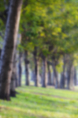 포토 JPG 해외이미지 나무 디자인 공원 백그라운드 컨셉 잎 밭 자연 벽지 추상 사람없음 야외 목재 장식 초록색 햇빛 정원 맑음 봄 원형 소프트포커스 숲 질감 보케 내추럴 광 뒤뜰 블러 해외202004 해외포토 도형 식물 계절 공공시설 컬러 무늬 농업 재료 날씨 촬영기법 태양 생태계 파일형식 이미지허브