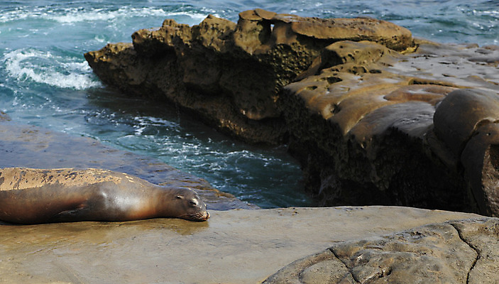 포토 JPG 해외이미지 동물 야생동물 바다 포유류 휴식 생물 피곤 해변 사람없음 가로 물 파란색 갈색 잠 낮잠 캘리포니아 태평양 물갈퀴 해외202004 해외포토 자연요소 컬러 컨셉 미국 파일형식 이미지허브