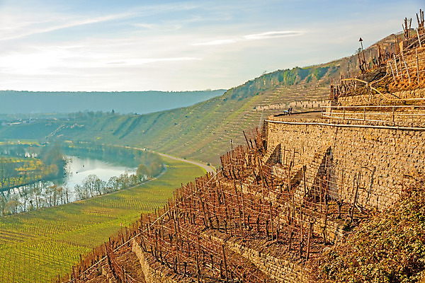 포토 JPG 해외이미지 나무 식물 구름 계절 여행 밭 농업 과일 자연 하늘 포도 아침 독일 풍경 사람없음 야외 초록색 여름 빛 태양 농장 일출 와인 계곡 일몰 봄 수확 성장 가을 시골 신선 포도밭 포도나무 양조장 해외202004 해외포토 주간 자연요소 유럽 산업 컬러 주류 노을 과일나무 생태계 파일형식 이미지허브