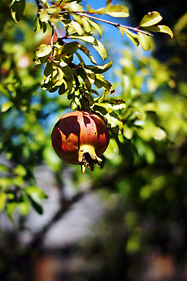 포토 JPG 해외이미지 주간 잎 사람없음 야외 아웃포커스 나뭇가지 석류 석류나무 해외202004 해외포토 자연요소 나무 식물 과일 촬영기법 파일형식 이미지허브