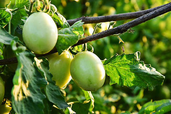 포토 JPG 해외이미지 식물 음식 잎 밭 농업 토마토 채소 과일 자연 건강 사람없음 야외 빨간색 초록색 농장 정원 성장 신선 다발 유기농 원예 날것 내추럴 숙성 온실 해외202004 해외포토 웰빙 산업 컬러 취미 생태계 파일형식 이미지허브