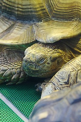 포토 JPG 해외이미지 동물 공원 지구 야생동물 음식 잎 파충류 모션 아프리카 놀이 휴가 바닥 동물원 사람없음 야외 환경 정원 산책 사막 껍질 황무지 거북이 중앙 보호 큼 가죽 먹기 사파리 손목시계 방패 거인 남쪽 등딱지 루트 옛날 집게발 해외202004 해외포토 식물 공공시설 나라 시계 컨셉 장신구 휴식 크기 방향 파일형식 이미지허브